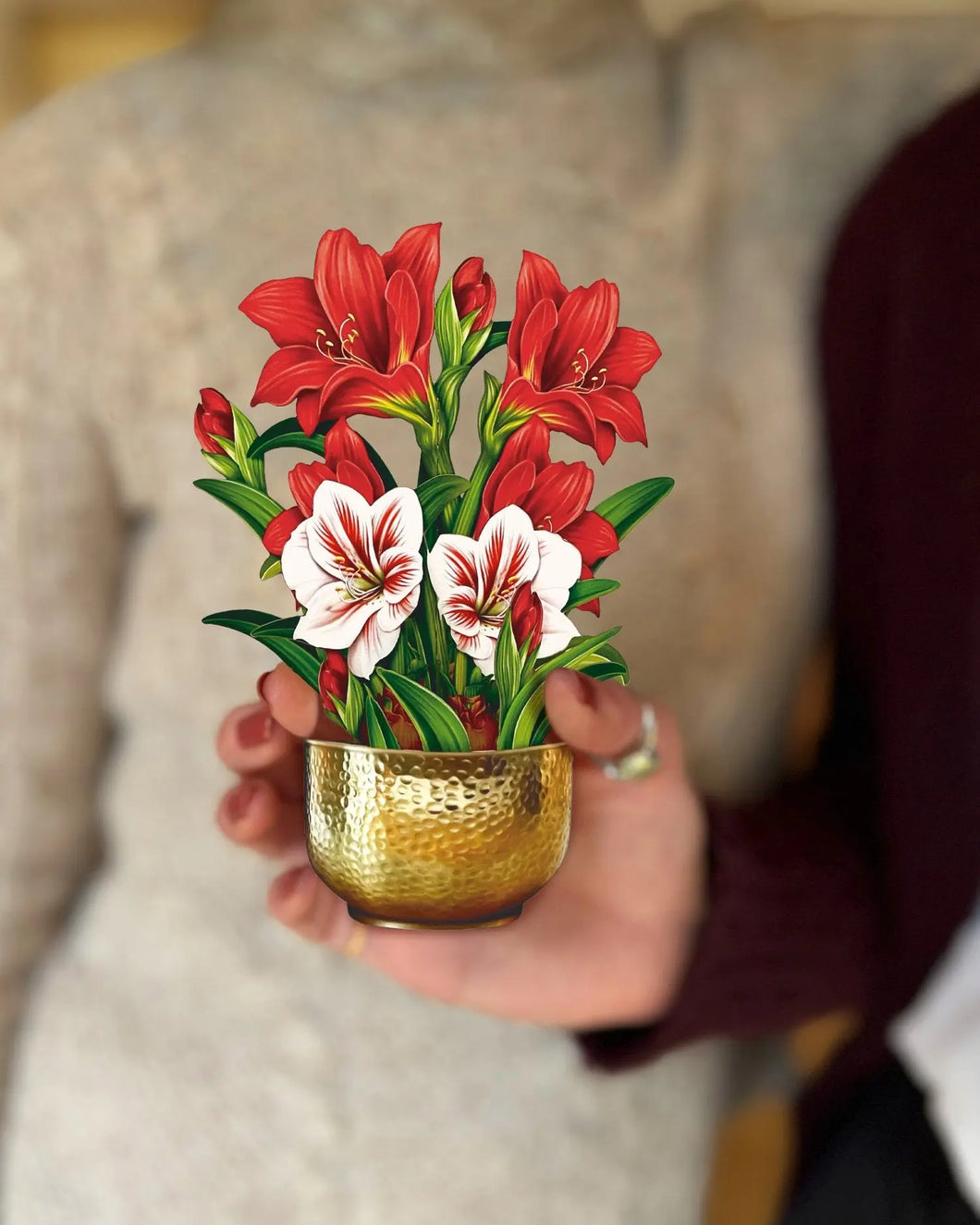 Scarlett Amaryllis Mini