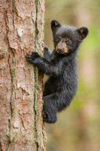 Load image into Gallery viewer, Smoky Mountain Bears &amp; Scenic Canvas Prints
