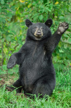 Load image into Gallery viewer, Smoky Mountain Bears &amp; Scenic Canvas Prints
