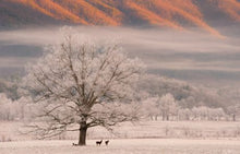 Load image into Gallery viewer, Smoky Mountain Bears &amp; Scenic Canvas Prints
