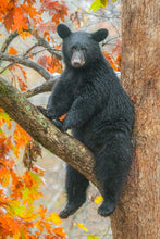 Load image into Gallery viewer, Smoky Mountain Bears &amp; Scenic Canvas Prints
