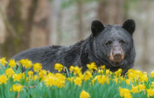 Load image into Gallery viewer, Smoky Mountain Bears &amp; Scenic Canvas Prints
