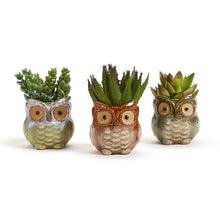 Load image into Gallery viewer, Owl Cachepot in Assorted Colors
