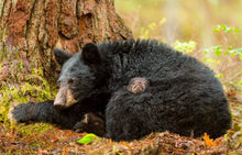 Load image into Gallery viewer, Smoky Mountain Bears &amp; Scenic Canvas Prints
